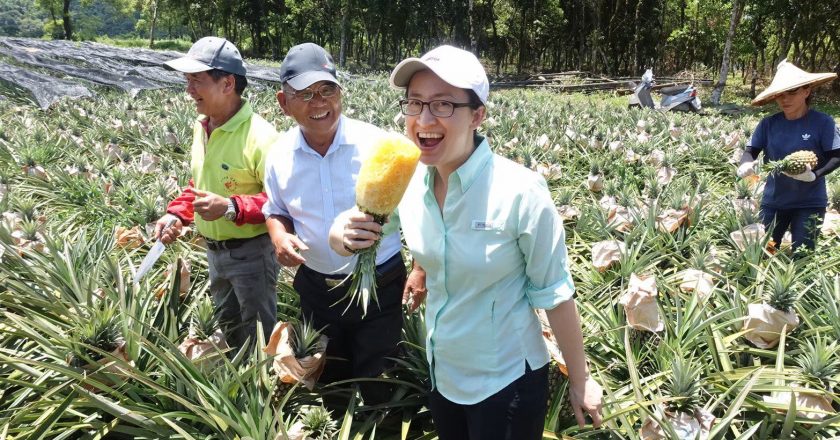 The ‘Pineapple’ in China’s flesh – How the tropical fruit helped Taiwan fight economic bullying by its Communist neighbour