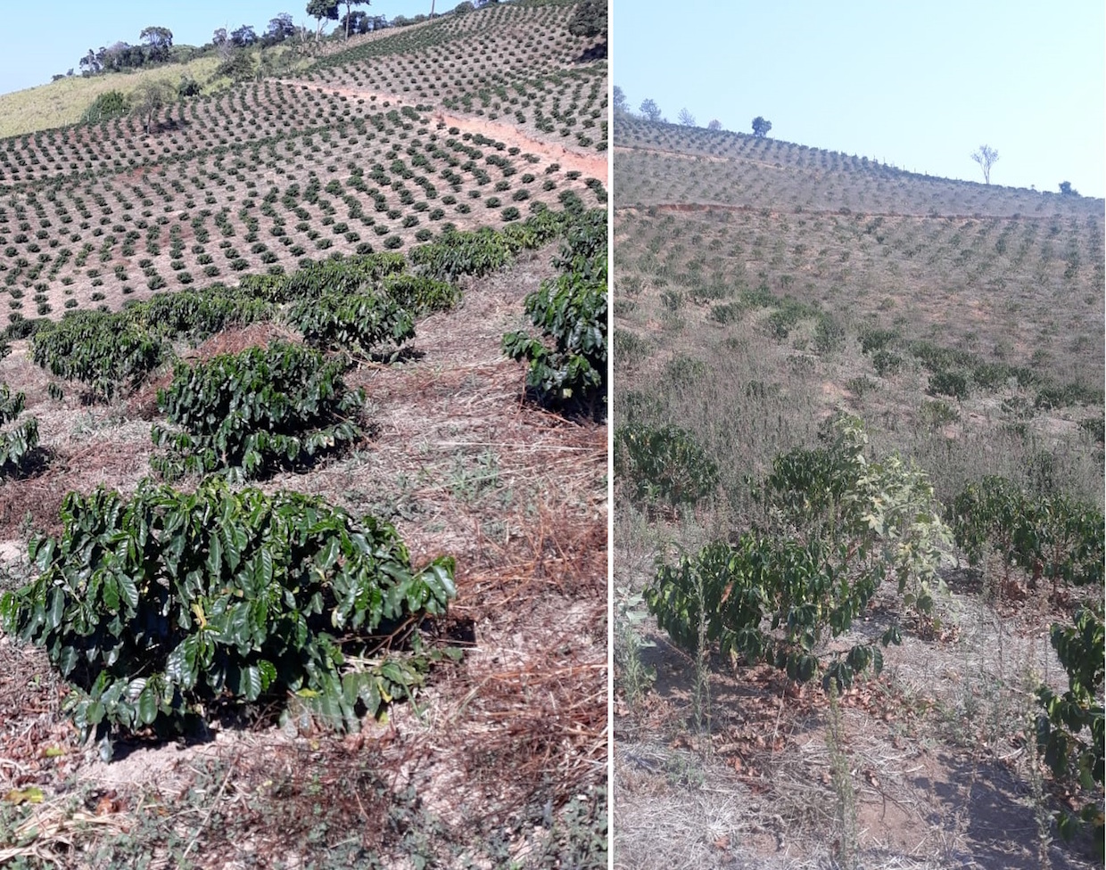 Worst drought in 20 years leaves Brazilian farmers, coffee growers and