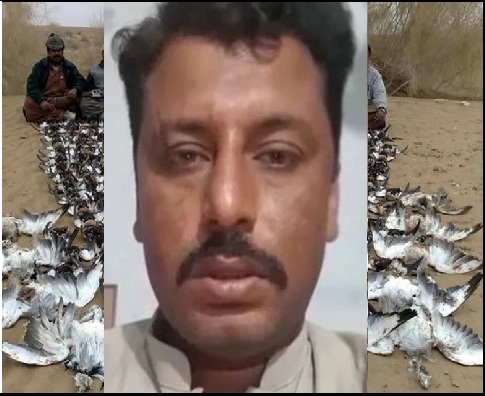 Pak gives permission to rich Arabs to hunt bustard, journalist covering it murdered!
